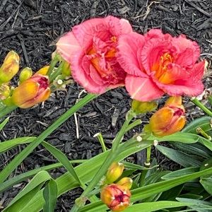 Meet your Posher, Pamela